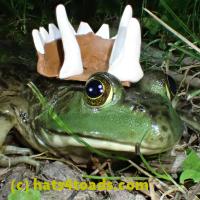 /home//u458753944/public_html/sourcegallery////////////////Frogs/More bullfrogs/P7010214.JPG